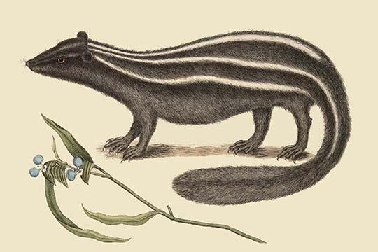 Polcat Vintage Art Print by Catesby - High Quality Reproduction