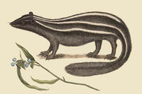 Polcat Vintage Art Print by Catesby - High Quality Reproduction