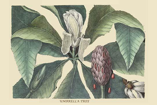 Umbrella Tree vintage art print by Catesby showcasing intricate details and vibrant colors.