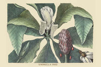 Umbrella Tree vintage art print by Catesby showcasing intricate details and vibrant colors.