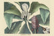 Umbrella Tree vintage art print by Catesby showcasing intricate details and vibrant colors.