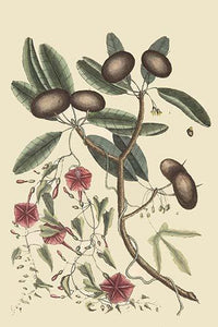 Sappadillo Tree & Bindweed Vintage Art Print by Catesby