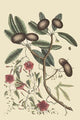 Sappadillo Tree & Bindweed Vintage Art Print by Catesby