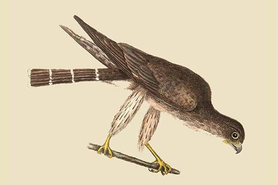 Pigeon Hawk vintage art print by Catesby, showcasing detailed wildlife illustration.