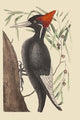Large White Billed Woodpecker Poster Print by Catesby