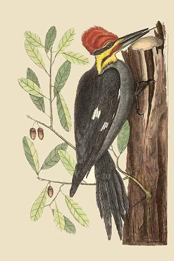 Large Red Crested Woodpecker Poster Print by Catesby