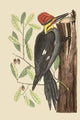 Large Red Crested Woodpecker Poster Print by Catesby