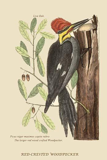 Large Red Crested Woodpecker Poster Print by Catesby, vibrant colors, premium quality.