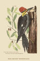 Large Red Crested Woodpecker Poster Print by Catesby, vibrant colors, premium quality.