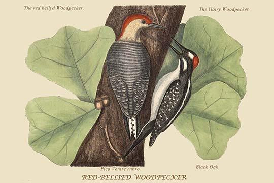 Red Bellied Woodpecker vintage art print by Catesby