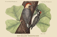Red Bellied Woodpecker vintage art print by Catesby