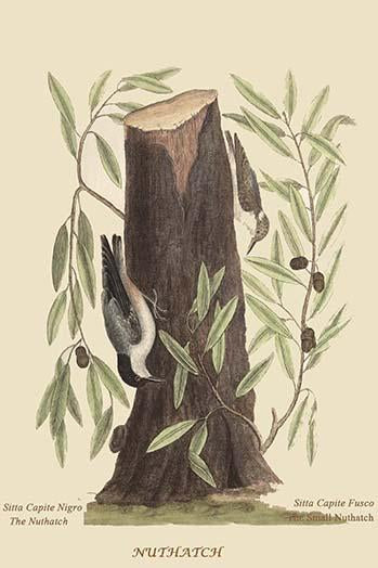 Nuthatch Vintage Art Print by Catesby, available in multiple sizes.