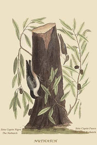 Nuthatch Vintage Art Print by Catesby, available in multiple sizes.