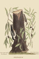 Nuthatch Vintage Art Print by Catesby, available in multiple sizes.