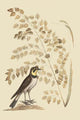 Lark Vintage Art Poster Print by Catesby