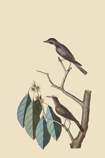Asian Brown Flycatcher poster print by Catesby, showcasing vibrant colors and detailed artwork.