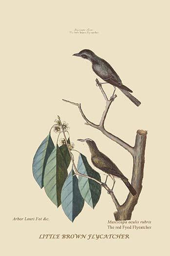 Asian Brown Flycatcher poster print on premium heavy stock paper.