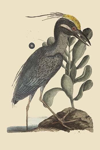Crested Bittern Vintage Art Print by Catesby
