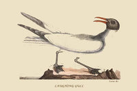 Laughing Gull Vintage Art Poster Print by Buyenlarge, capturing the beauty of nature.