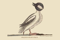 Buffed Head Duck vintage art print by Catesby, showcasing intricate details and vibrant colors.