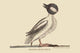 Buffed Head Duck vintage art print by Catesby, showcasing intricate details and vibrant colors.