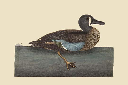 White Face Teal vintage art reproduction poster print by Catesby