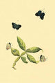 Surinam Butterflies, Moths & Caterpillars Poster Print by Jan Sepp