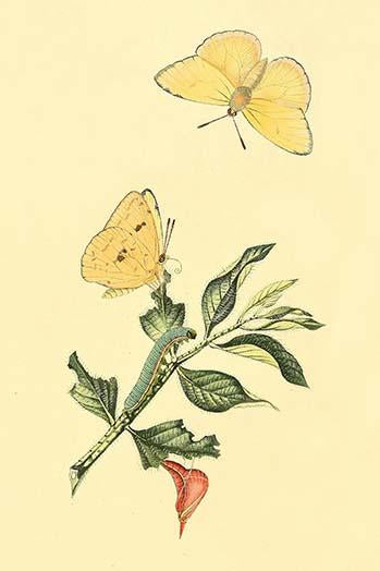 Surinam Butterflies, Moths & Caterpillars Art Print by Jan Sepp