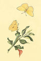 Surinam Butterflies, Moths & Caterpillars Art Print by Jan Sepp