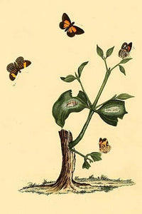 Surinam Butterflies, Moths & Caterpillars Art Poster Print by Jan Sepp