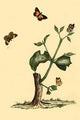 Surinam Butterflies, Moths & Caterpillars Art Poster Print by Jan Sepp