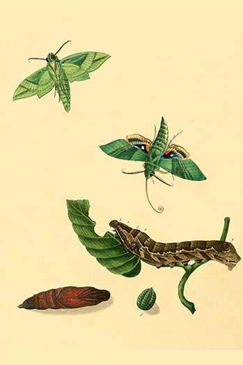 Surinam Butterflies, Moths & Caterpillars Poster Print by Jan Sepp