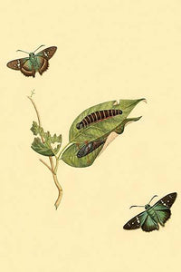 Surinam Butterflies, Moths & Caterpillars Poster Print by Jan Sepp