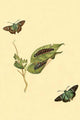 Surinam Butterflies, Moths & Caterpillars Poster Print by Jan Sepp