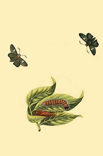 Surinam Butterflies, Moths & Caterpillars Poster Print by Jan Sepp