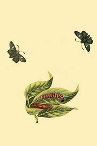 Surinam Butterflies, Moths & Caterpillars Poster Print by Jan Sepp
