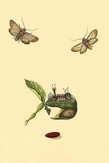 Surinam Butterflies, Moths & Caterpillars Poster Print by Jan Sepp, showcasing vibrant colors and intricate details.