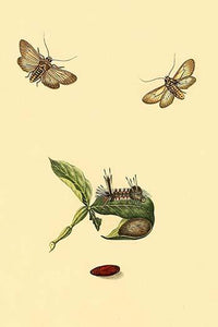 Surinam Butterflies, Moths & Caterpillars Poster Print by Jan Sepp, showcasing vibrant colors and intricate details.