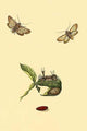 Surinam Butterflies, Moths & Caterpillars Poster Print by Jan Sepp, showcasing vibrant colors and intricate details.