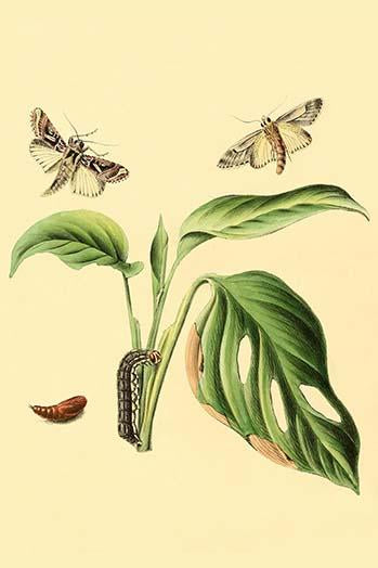 Surinam Butterflies, Moths & Caterpillars Poster Print by Jan Sepp