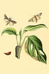 Surinam Butterflies, Moths & Caterpillars Poster Print by Jan Sepp