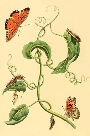 Surinam Butterflies, Moths & Caterpillars Poster Print by Jan Sepp