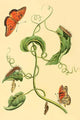 Surinam Butterflies, Moths & Caterpillars Poster Print by Jan Sepp
