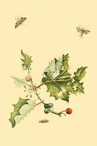 Surinam Butterflies, Moths & Caterpillars Poster Print by Jan Sepp showcasing intricate insect illustrations.