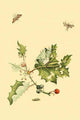 Surinam Butterflies, Moths & Caterpillars Poster Print by Jan Sepp showcasing intricate insect illustrations.