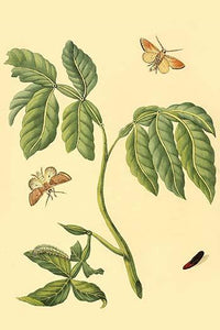 Surinam Butterflies, Moths & Caterpillars Poster Print by Jan Sepp