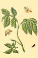 Surinam Butterflies, Moths & Caterpillars Poster Print by Jan Sepp