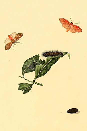 Surinam Butterflies, Moths & Caterpillars Poster Print by Jan Sepp