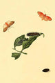 Surinam Butterflies, Moths & Caterpillars Poster Print by Jan Sepp