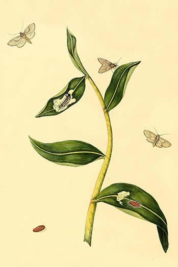 Surinam Butterflies, Moths & Caterpillars Poster Print by Jan Sepp showcasing colorful butterflies and moths.